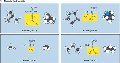 Nonpolar amino acids