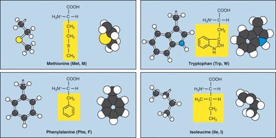 Nonpolar amino acids continued