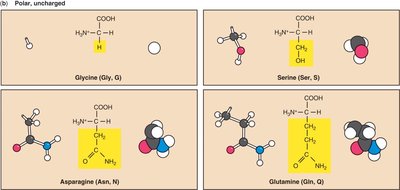 Polar uncharged amino acids