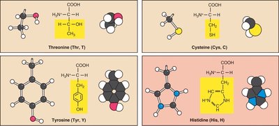 Polar uncharged amino acids continued