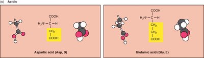 Acidic amino acids