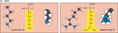 Basic amino acids