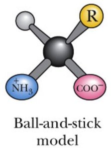 Ball-and-stick model of amino acid