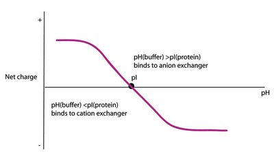 Protein net charge vs pH and ion exchange chromatography