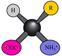 Chiral center in amino acid