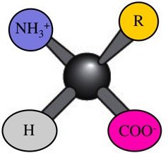 Chiral center in amino acid