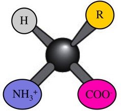 Chiral center in amino acid