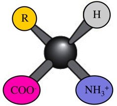 Chiral center in amino acid