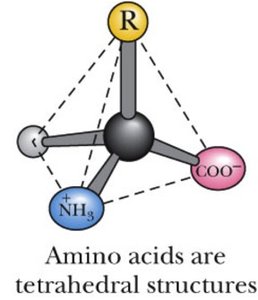 Tetrahedral structure of amino acid