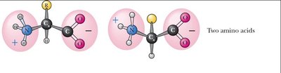 Two amino acids before peptide bond formation