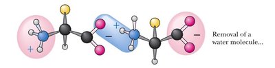 Removal of water molecule during peptide bond formation