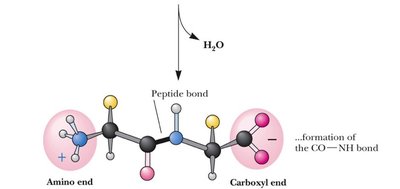 Peptide bond formation and polypeptide structure