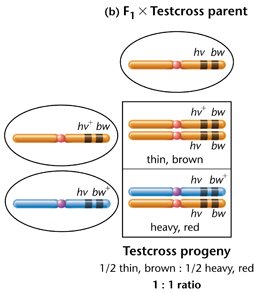 Test cross progeny ratio