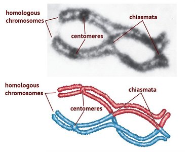 Chiasmata in homologous chromosomes