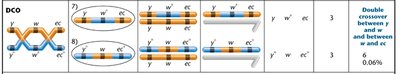 Single crossover phenotypes in three-point mapping