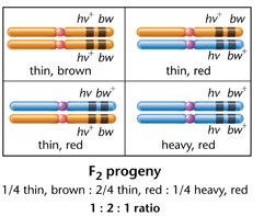 F2 progeny ratio in complete linkage