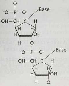 Diagram of two linked DNA nucleotides
