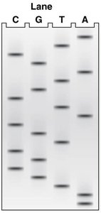 Sanger sequencing autoradiograph