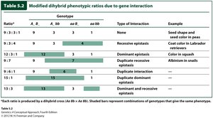 Table of modified dihybrid phenotypic ratios due to gene interaction