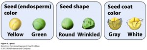 Mendelian pea traits: seed color, seed shape, seed coat color