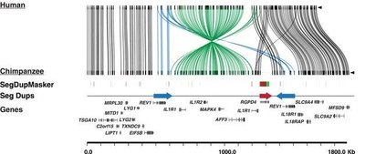 Synteny map between human and chimpanzee chromosome 2