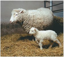 Cloned sheep as an example of recombinant DNA technology