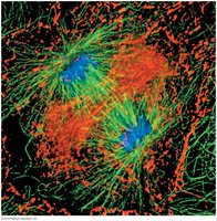 Mitosis after chromosome separation