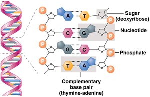 Structure of DNA and complementary base pairing
