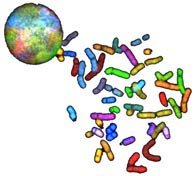 Colored chromosomes emerging from a nucleus