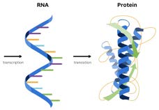 Diagram showing RNA to protein via transcription and translation