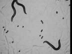 C. elegans worms on a plate
