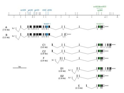 Gene structure and mRNA isoforms of unc-73/Trio