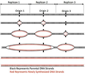 Diagram of multiple replication origins and replication bubbles in eukaryotic DNA