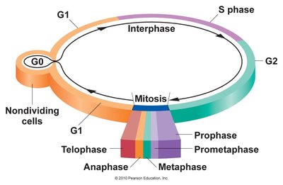 Assembly of pre-replication complex at origins during G1 phase