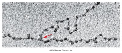Electron micrograph showing chromatin structure and replication