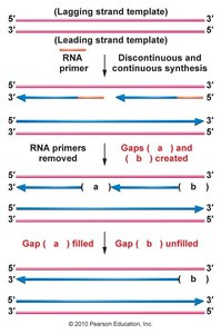 Diagram showing lagging strand synthesis and the gap left at the telomere after primer removal