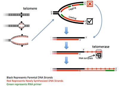 Diagram showing telomerase extending the G-rich strand at the telomere and filling in the complementary strand