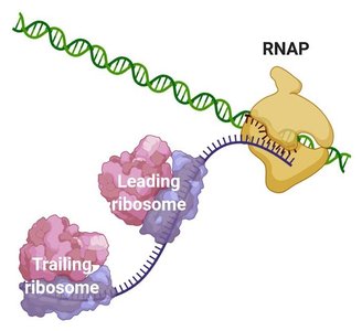 Coupled transcription and translation in prokaryotes