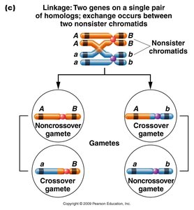 Linkage: Two genes on a single pair of homologs; crossover between nonsister chromatids