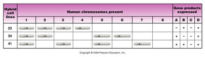 Hybrid cell lines and gene products table
