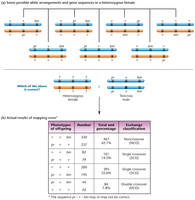 Possible gene arrangements in three-point mapping