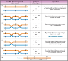 Table comparing gene arrangements and double-crossover phenotypes