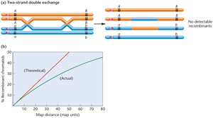 Graph showing theoretical vs. actual recombination frequencies and double crossover events