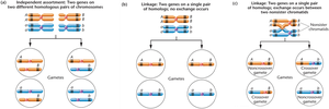Diagram showing independent assortment, complete linkage, and linkage with crossing over