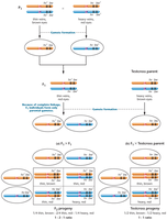 Example of linkage groups and phenotypic ratios in Drosophila crosses