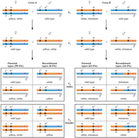 Sturtevant's genetic mapping method