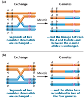 Diagram of single crossover event