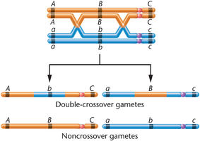 Double crossover event and resulting gametes