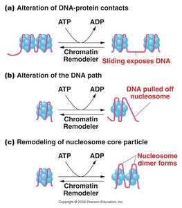Chromatin remodeling mechanisms