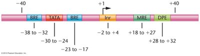Promoter elements and their positions